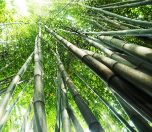 Cuento bambú
